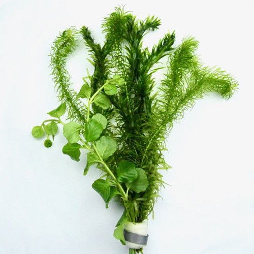 Bouquet mixé eau froide 3 variétés